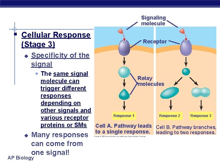 Signaling molecule § Cellular Response (Stage 3) u Receptor Specificity of the signal §