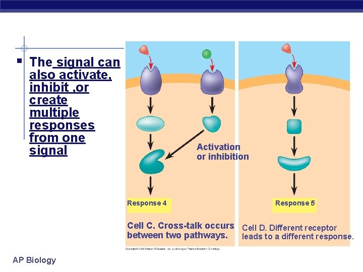 § The signal can also activate, inhibit , or create multiple responses from one
