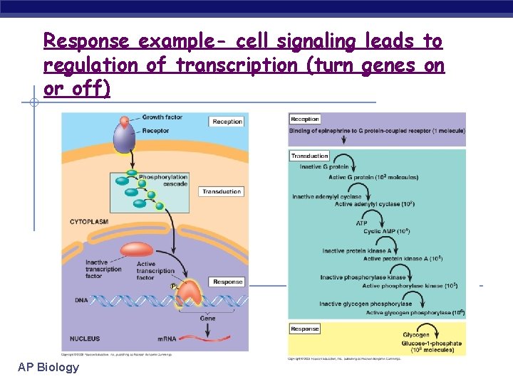 Response example- cell signaling leads to regulation of transcription (turn genes on or off)