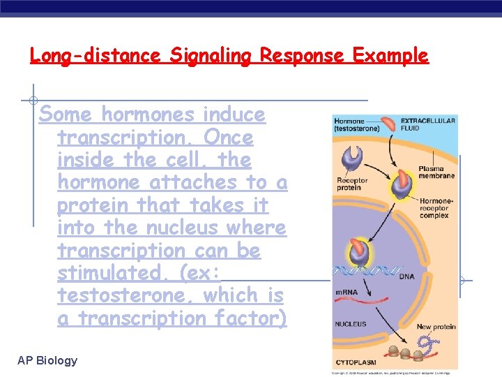 Long-distance Signaling Response Example Some hormones induce transcription. Once inside the cell, the hormone
