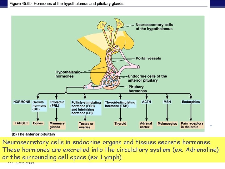 Neurosecretory cells in endocrine organs and tissues secrete hormones. These hormones are excreted into