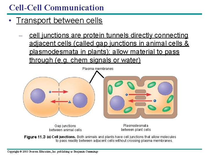 Cell-Cell Communication • Transport between cells – cell junctions are protein tunnels directly connecting