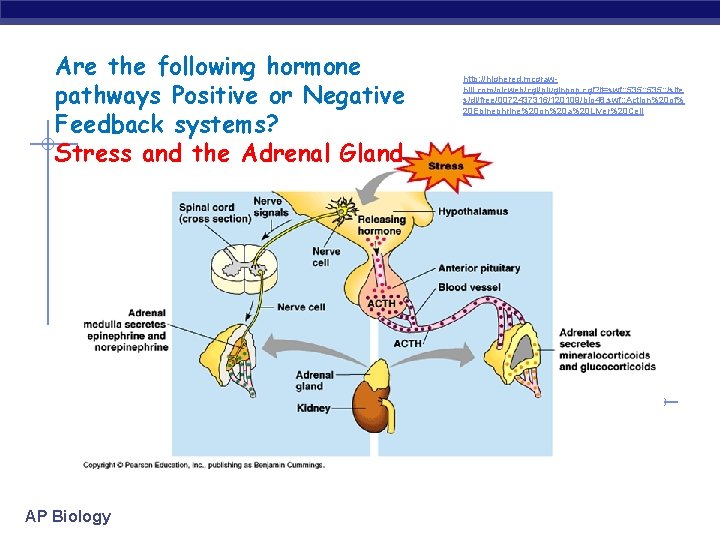 Are the following hormone pathways Positive or Negative Feedback systems? Stress and the Adrenal