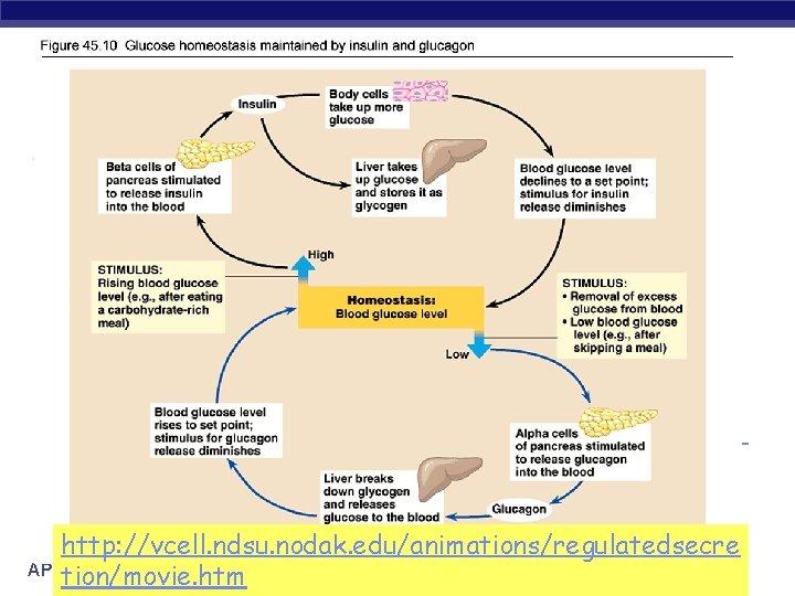 http: //vcell. ndsu. nodak. edu/animations/regulatedsecre AP Biology tion/movie. htm 