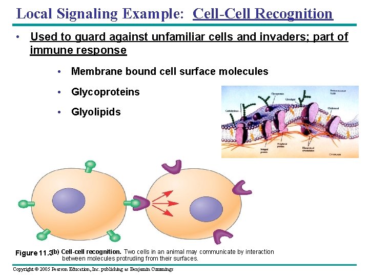 Local Signaling Example: Cell-Cell Recognition • Used to guard against unfamiliar cells and invaders;