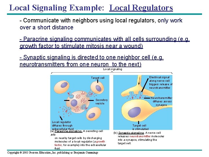Local Signaling Example: Local Regulators - Communicate with neighbors using local regulators, only work