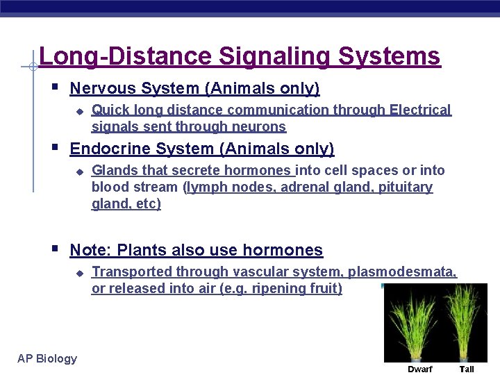 Long-Distance Signaling Systems § Nervous System (Animals only) u Quick long distance communication through