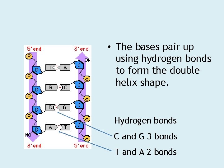  • The bases pair up using hydrogen bonds to form the double helix
