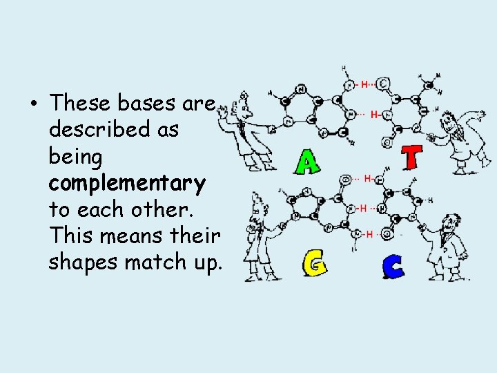  • These bases are described as being complementary to each other. This means