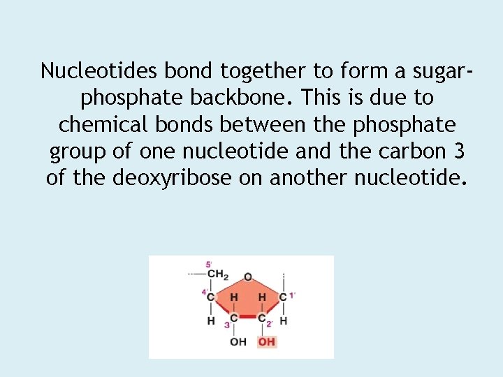 Nucleotides bond together to form a sugarphosphate backbone. This is due to chemical bonds