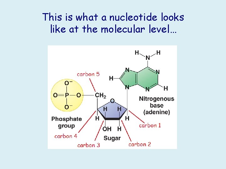 This is what a nucleotide looks like at the molecular level… 