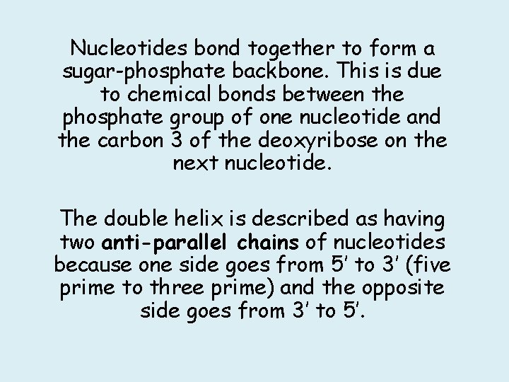 Nucleotides bond together to form a sugar-phosphate backbone. This is due to chemical bonds