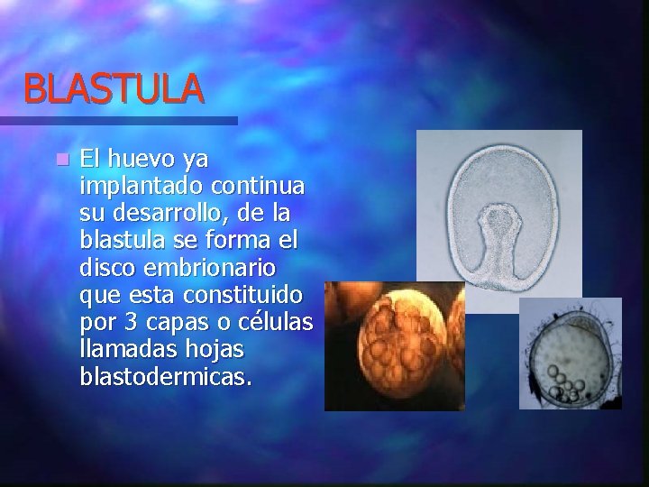BLASTULA n El huevo ya implantado continua su desarrollo, de la blastula se forma