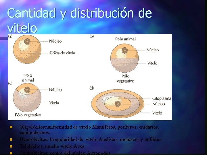 Cantidad y distribución de vitelo n n Oligolécitos: uniformidad de vitelo Mamíferos, poríferos, cnidários,