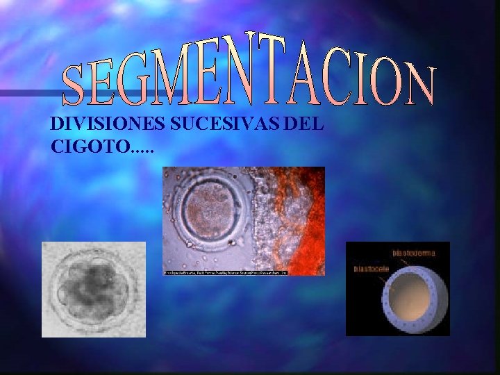 DIVISIONES SUCESIVAS DEL CIGOTO. . . 