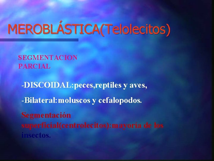 MEROBLÁSTICA(Telolecitos) SEGMENTACION PARCIAL -DISCOIDAL: peces, reptiles y aves, -Bilateral: moluscos y cefalopodos. Segmentación superficial(centrolecitos):