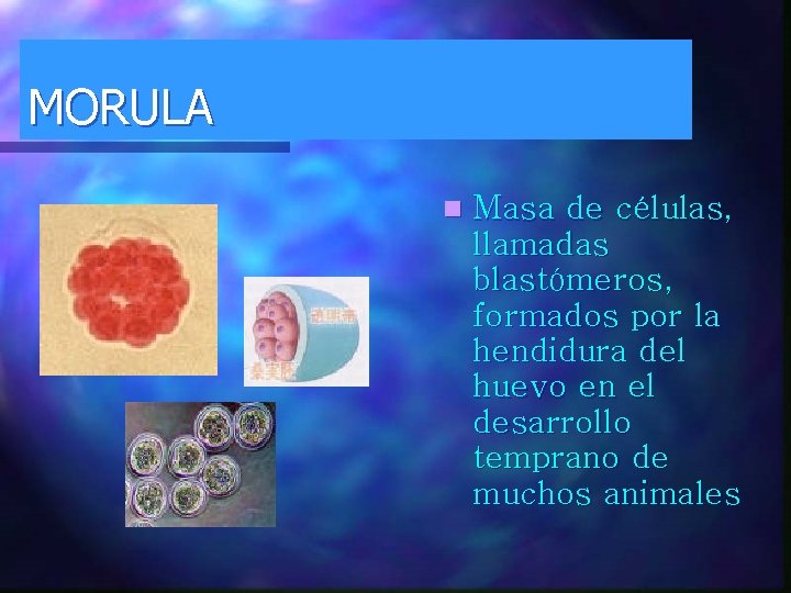 MORULA n Masa de células, llamadas blastómeros, formados por la hendidura del huevo en