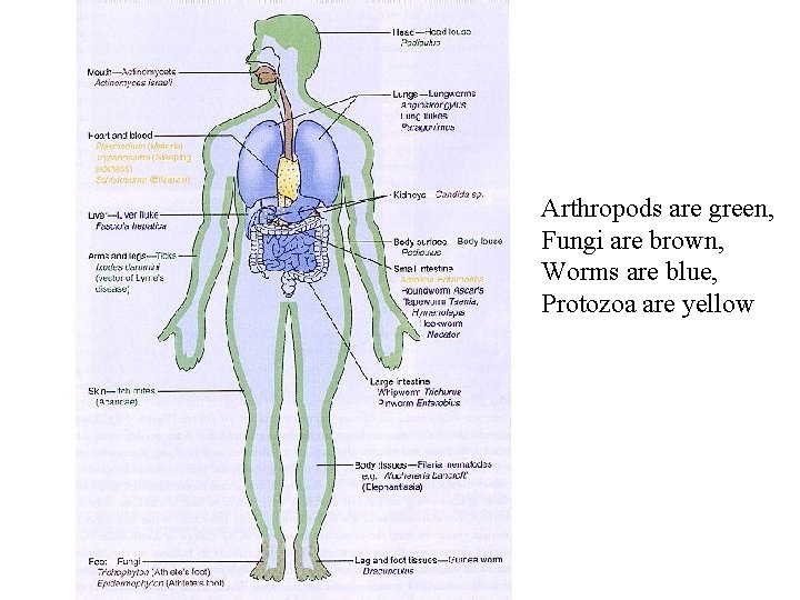 Arthropods are green, Fungi are brown, Worms are blue, Protozoa are yellow 