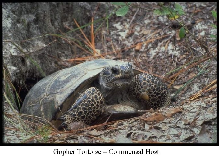 Gopher Tortoise – Commensal Host 