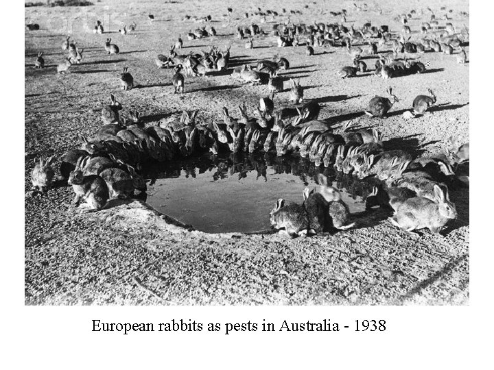European rabbits as pests in Australia - 1938 