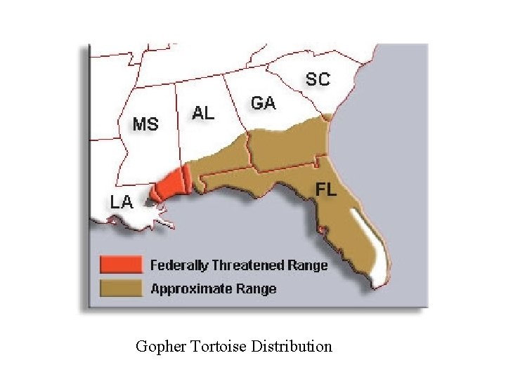 Gopher Tortoise Distribution 
