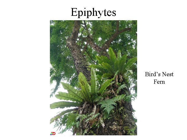Epiphytes Bird’s Nest Fern 