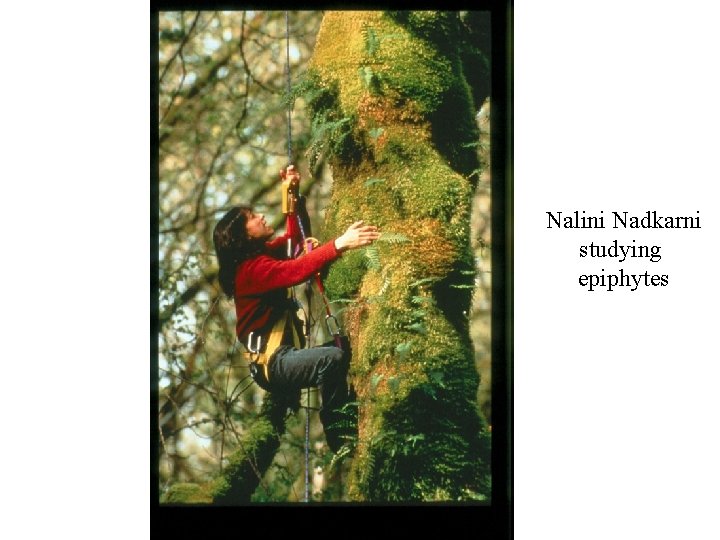 Nalini Nadkarni studying epiphytes 