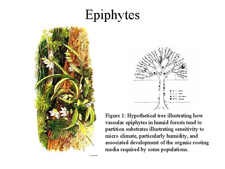 Epiphytes Figure 1: Hypothetical tree illustrating how vascular epiphytes in humid forests tend to