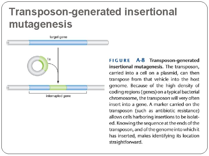 Transposon-generated insertional mutagenesis 