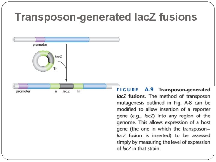 Transposon-generated lac. Z fusions 