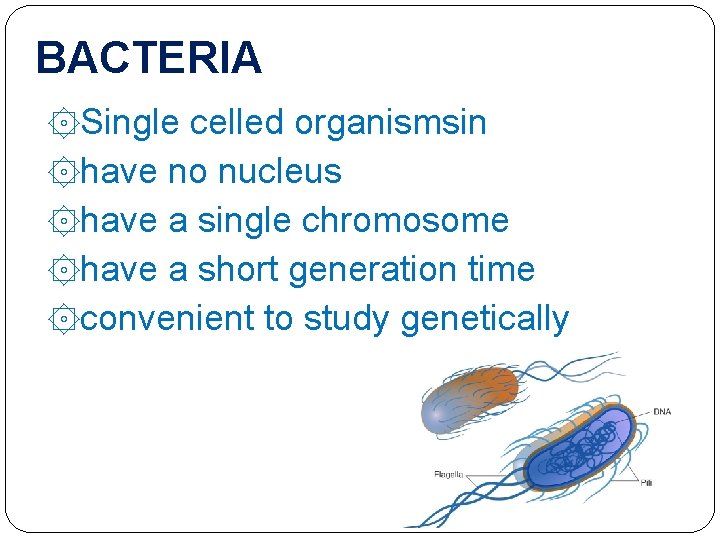 BACTERIA ۞Single celled organismsin ۞have no nucleus ۞have a single chromosome ۞have a short