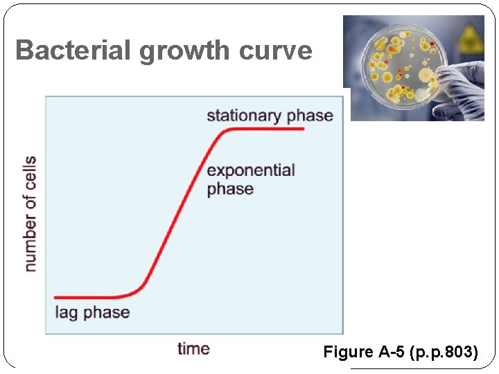 Bacterial growth curve Figure A-5 (p. p. 803) 