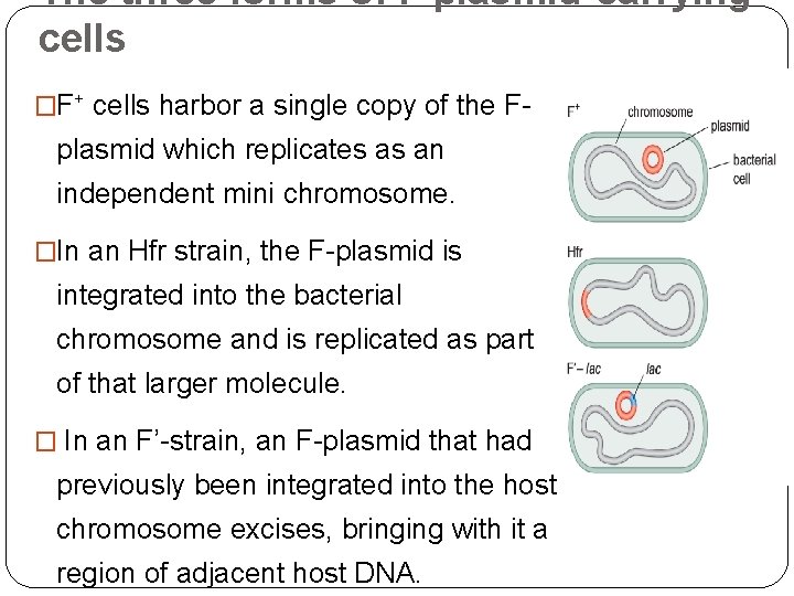 The three forms of F plasmid-carrying cells �F+ cells harbor a single copy of
