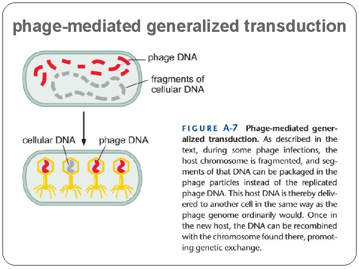 phage-mediated generalized transduction 