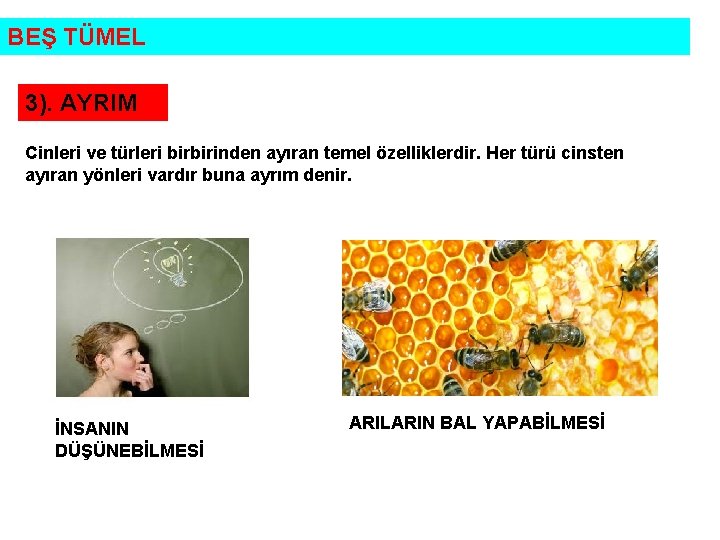 BEŞ TÜMEL 3). AYRIM Cinleri ve türleri birbirinden ayıran temel özelliklerdir. Her türü cinsten