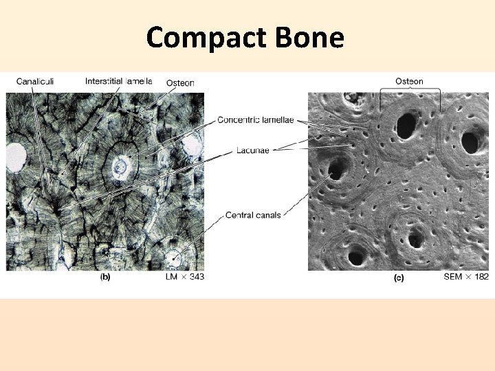 Compact Bone 