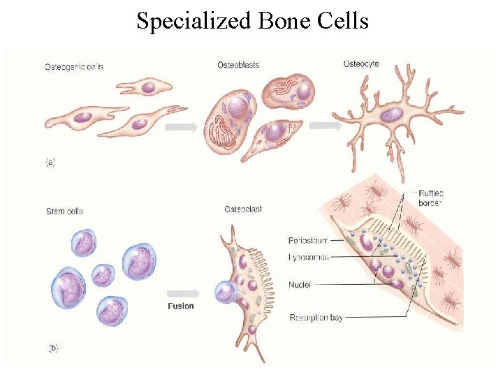 Specialized Bone Cells 