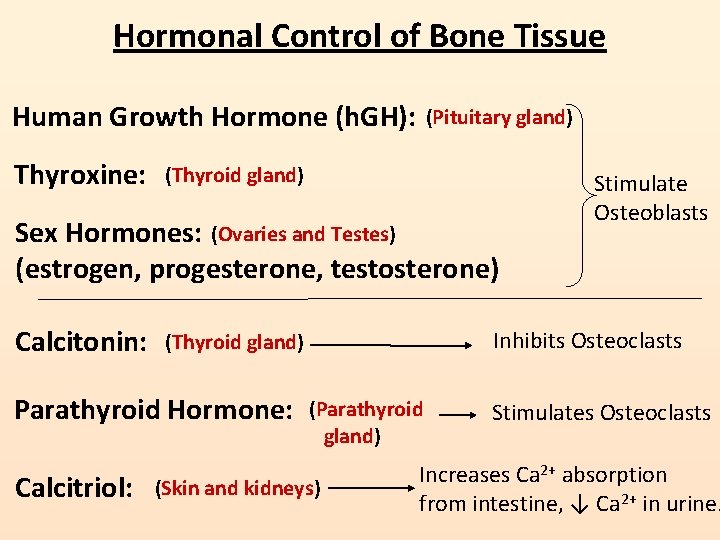 Hormonal Control of Bone Tissue Human Growth Hormone (h. GH): Thyroxine: (Pituitary gland) (Thyroid