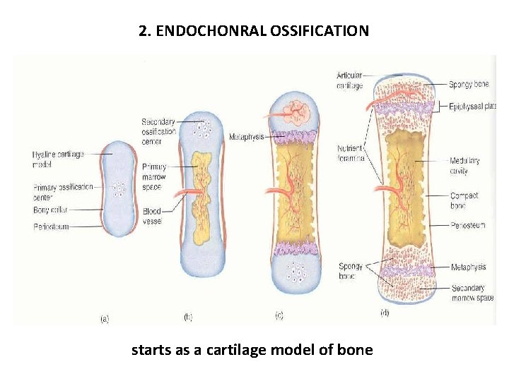 2. ENDOCHONRAL OSSIFICATION starts as a cartilage model of bone 