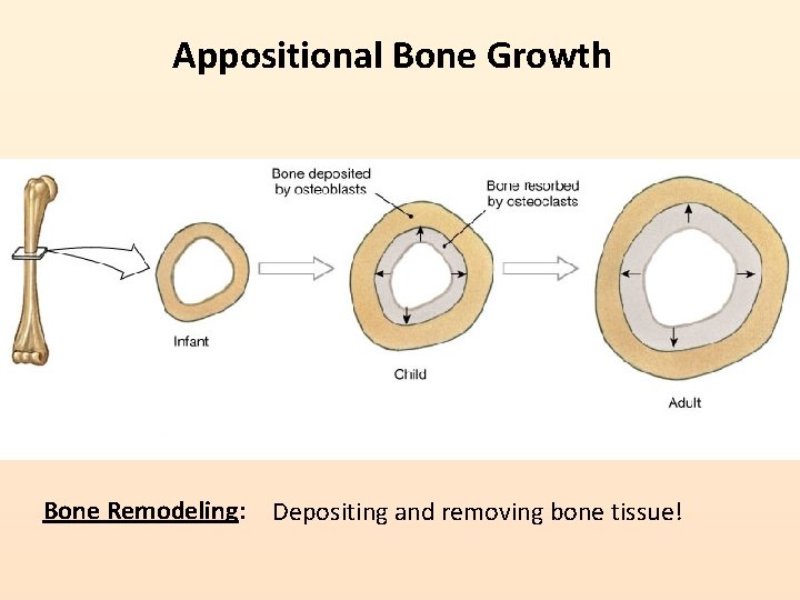 Appositional Bone Growth Bone Remodeling: Depositing and removing bone tissue! 