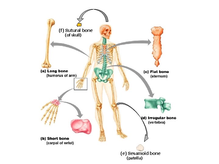 (f) Sutural bone (of skull) (e) Sesamoid bone (patella) 