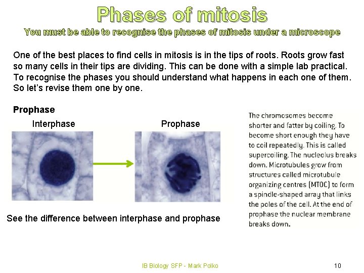 Phases of mitosis You must be able to recognise the phases of mitosis under