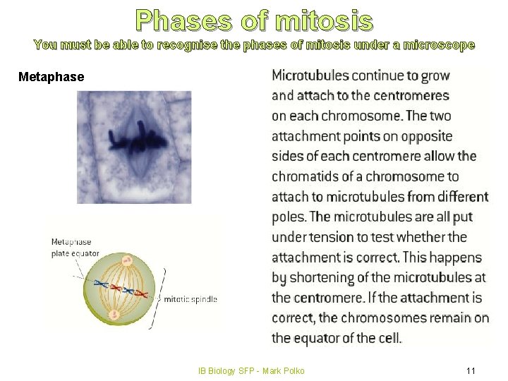 Phases of mitosis You must be able to recognise the phases of mitosis under
