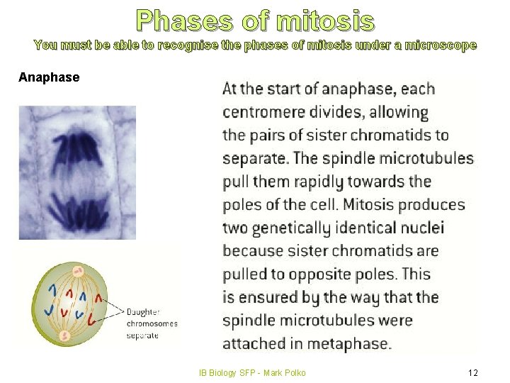 Phases of mitosis You must be able to recognise the phases of mitosis under
