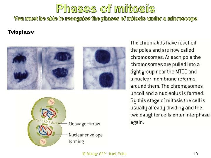 Phases of mitosis You must be able to recognise the phases of mitosis under