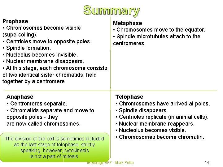 Summary Prophase • Chromosomes become visible (supercoiling). • Centrioles move to opposite poles. •