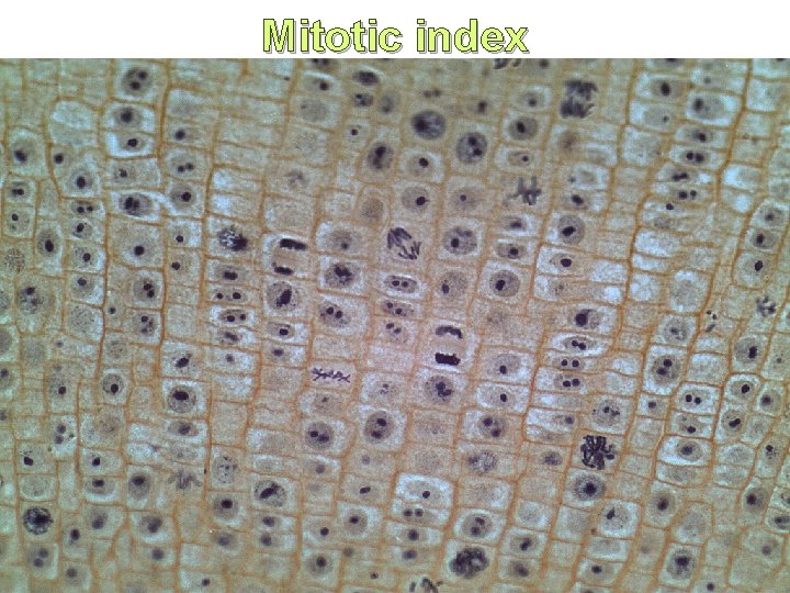 Mitotic index IB Biology SFP - Mark Polko 16 