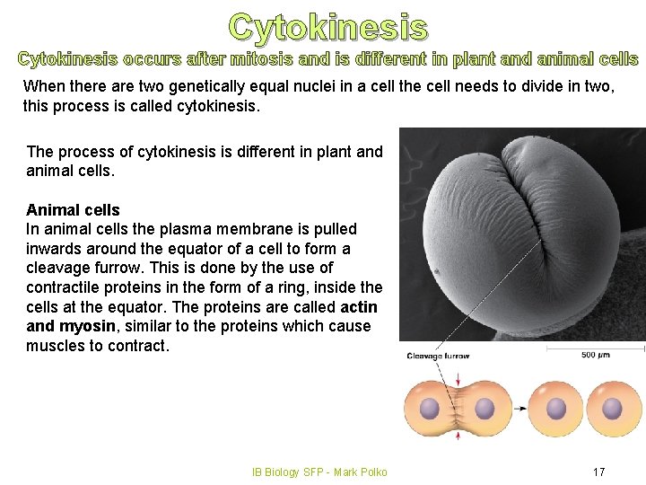 Cytokinesis occurs after mitosis and is different in plant and animal cells When there