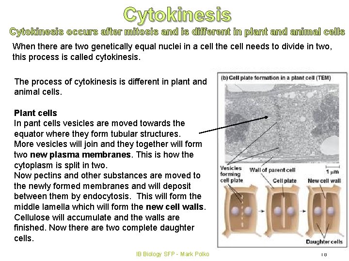 Cytokinesis occurs after mitosis and is different in plant and animal cells When there