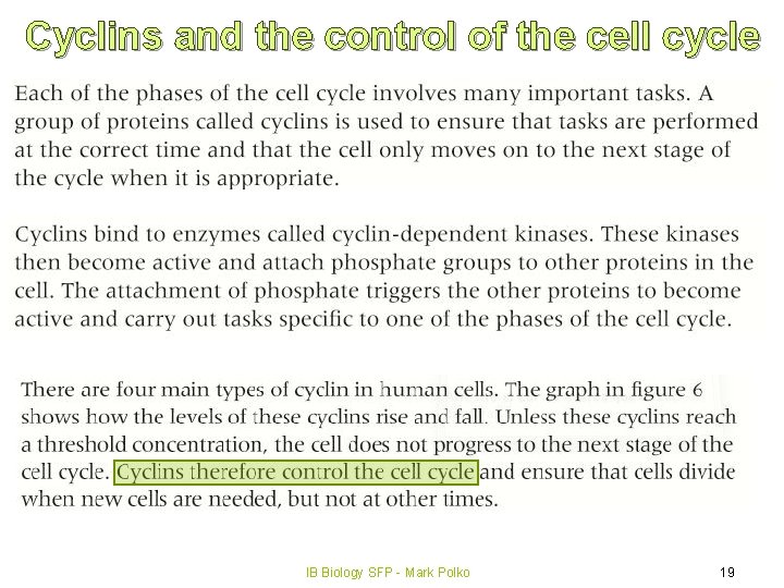 Cyclins and the control of the cell cycle IB Biology SFP - Mark Polko